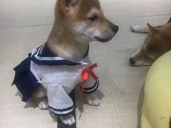 -逗柴咖啡屋·狗咖猫咖宠物桌游