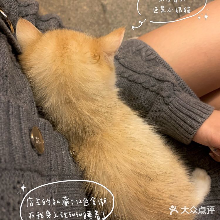 中山探店·庭院式撸猫馆❗️不限时‼️煮茶戏猫