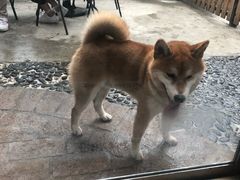 -柴犬高等学院·狗咖·柴犬售卖·宠物训练