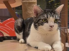 -米乐乖乖猫咪咖啡馆·猫咖(深圳湾后海汇店)