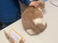 -瑞派康怡24h宠物医院·犬猫医疗中心·微创绝育(瑞景分院)