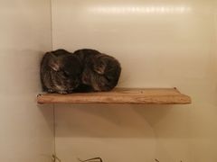 -龙猫仔乐园(惠福东路店)