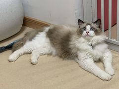 -猫在这儿猫咪咖啡馆·撸猫馆