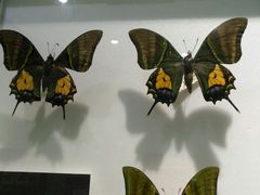 -上海昆虫博物馆