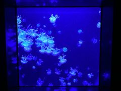 -成都浩海立方海洋公园