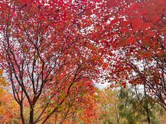 -北京十三陵国家森林公园蟒山景区