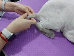 -中农国际动物医院24小时·猫科·骨科·急重症中心
