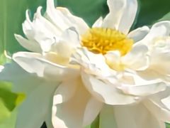 -七的湖·晚芳亭·阳澄湖农家菜·大闸蟹(莲花岛店)