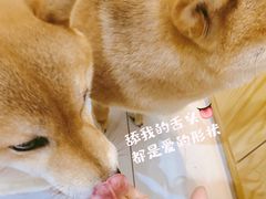-柴源莊·柴小宠柴犬咖啡