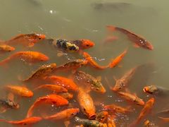 -中国扬子鳄村
