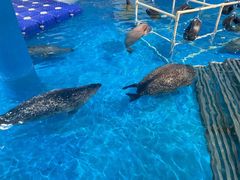 -海合安成都极地海洋公园