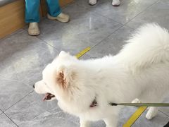 -pd派德宠物中心医院24H急重症·眼科中心·血液透析中心(嵩山北路店)