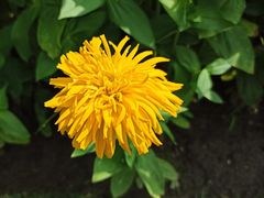 -大宁郁金香公园-停车场