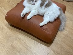 -1013 PET SHOP精品宠物商店(丁香店)
