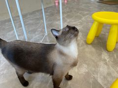 -猫力发电所·宠物专门店