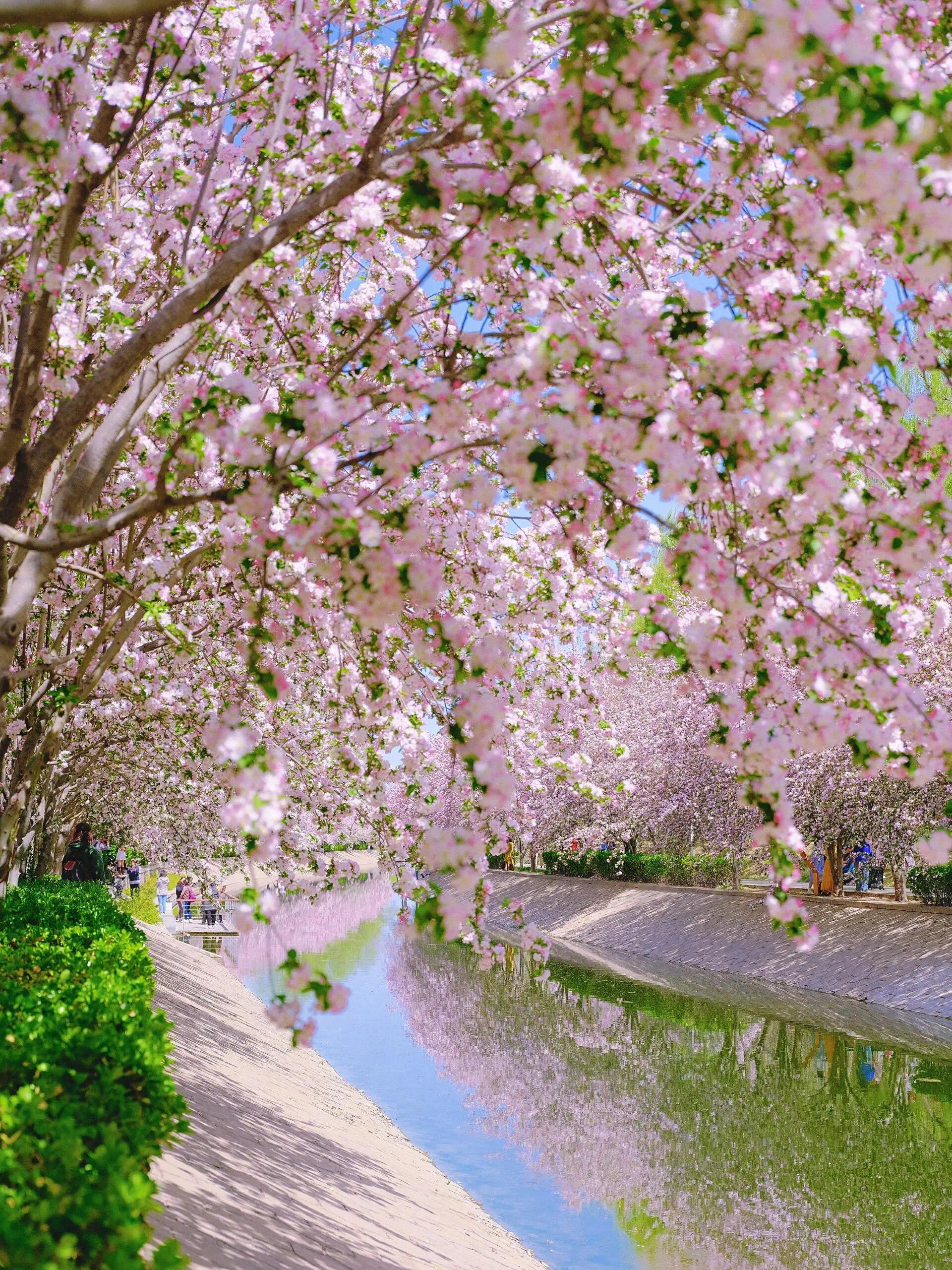 还有世界第一樱园