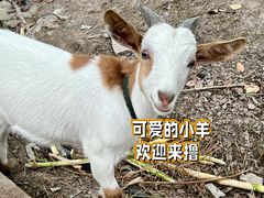 -马陆小张葡萄园农家乐