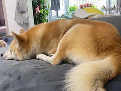 -派多格宠物·购宠(靛厂路店)