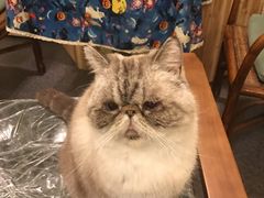 -猫色咖啡·猫咖