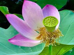 -莲花池公园