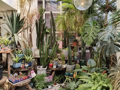 -桂林市花鸟市场