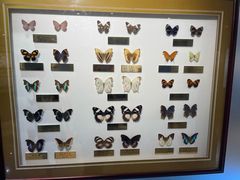 -上海昆虫博物馆