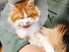 -美联众合宠物医院·爱萌分院·内外科·猫科中心
