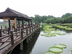-荷塘月色湿地公园·向阳花洲