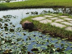 -宁波杭州湾国家湿地公园