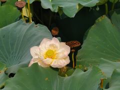 -荷塘月色湿地公园·向阳花洲