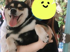 -柴犬高等学院·狗咖·柴犬售卖·宠物训练