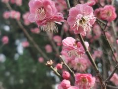 -洛阳市隋唐城遗址植物园