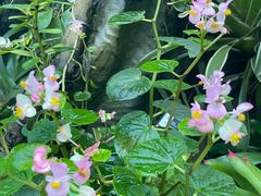 -东莞植物园