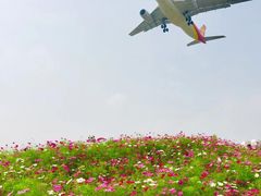 -空港花田景区