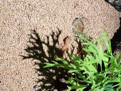 -绿色星球动物主题公园