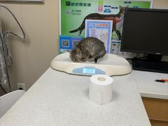 -安安宠医·臻爱宠物医院·宠保定点(营门口路分院)