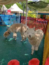 -萌宠亲子动物乐园(槐房万达店)