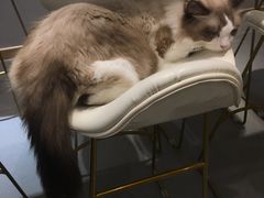 -飞行喵MR PILOT|猫舍·猫咖(静安大融城店)