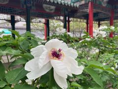 -菖蒲河公园