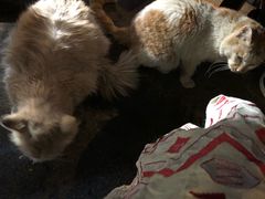 店里的猫咪-玛吉阿米·餐吧