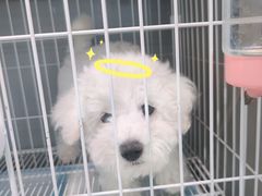 -翊宠yipet猫狗购宠庄园犬舍•猫舍