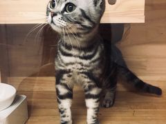 -PETKIT小佩宠物(昭化店)