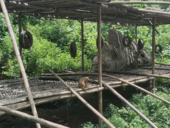 -西双版纳原始森林公园