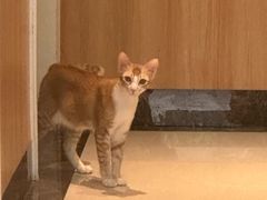 -瑞鹏宠物医院·夜间急症·心超·猫科(祖庙分店)