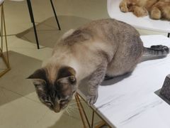 -藏猫猫咖啡主题馆(中央大道店)