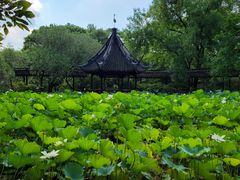 -上海醉白池公园