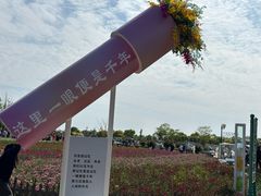 -荷兰花海