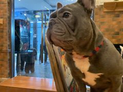 -more than meow吴止猫主题餐厅(承德 中船汇店)