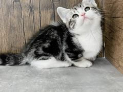 -小猫来了·猫舍(红山六九七九店)