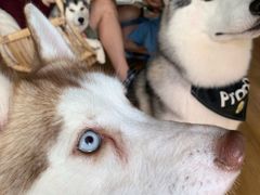 Prado-Husky Go! 哈士奇体验馆·宠物咖啡厅狗咖